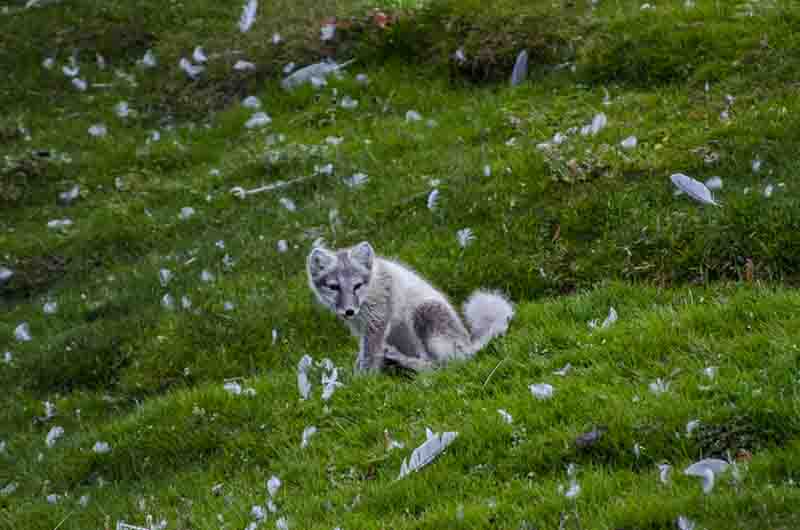Zorro Ártico - islas Svalbard - Noruega 4.jpg